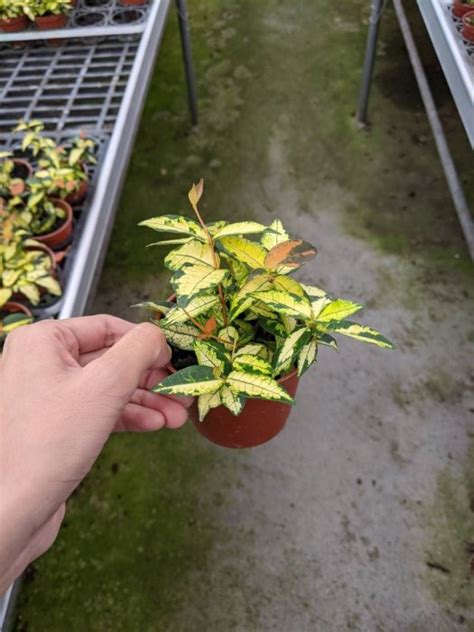 黃金絡石風水|觀葉植物~黃金絡石(三張圖)